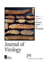 JOURNAL OF VIROLOGY